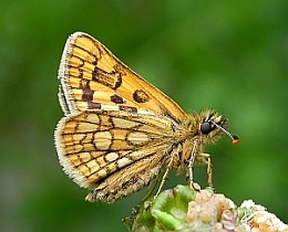 Chequered Skipper - Carterocephalus palaemon © Teresa Farino